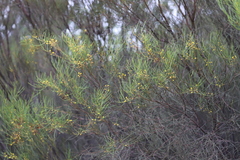 Acacia calamifolia