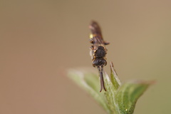 Nomada