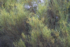 Acacia calamifolia