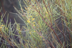 Acacia calamifolia