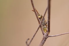 Nomada