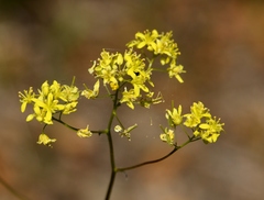 Biscutella laevigata