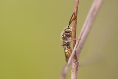 Nomada