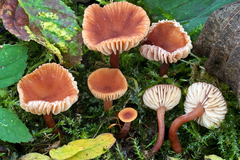 Lactarius omphaliiformis
