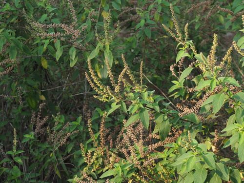 African Basil