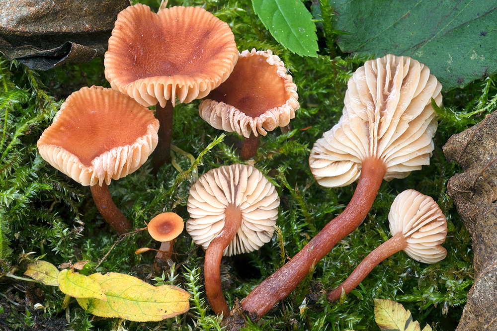 Lactarius omphaliiformis