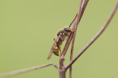 Nomada