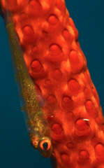 Bryaninops