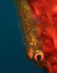 Bryaninops