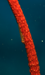 Bryaninops