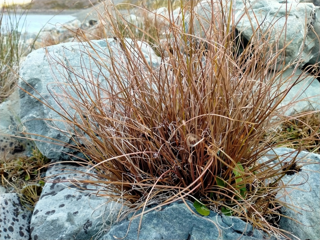Carex petriei; photograph (c) John Barkla, some rights reserved (CC BY)