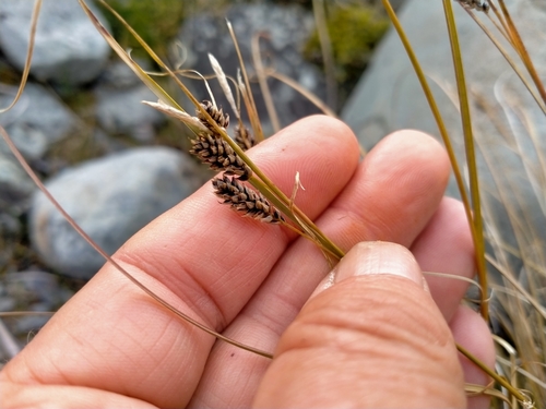 Carex petriei, photograph 1