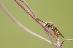 Nomada