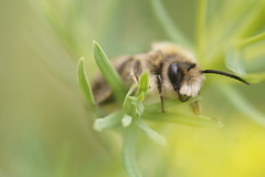 Colletes cunicularius
