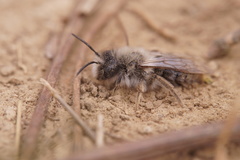 Andrena
