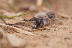 Andrena