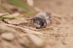 Andrena