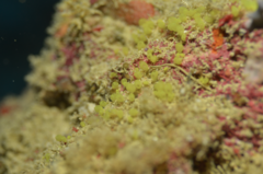 Amphistegina