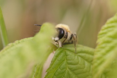 Andrena