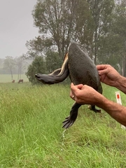 Chelodina expansa