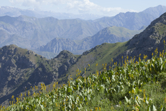 Ligularia heterophylla