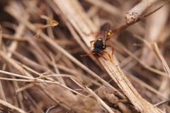 Nomada