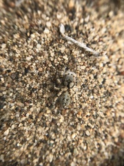 Habronattus amicus
