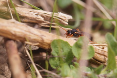 Nomada