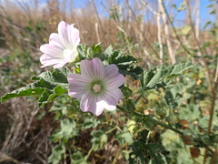 Malva preissiana