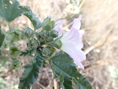 Malva preissiana