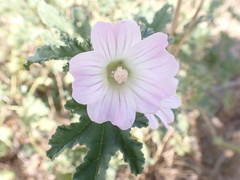 Malva preissiana