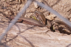 Podarcis muralis