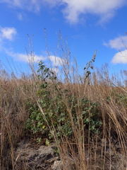 Malva preissiana