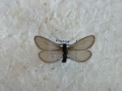 Heterogynis penella