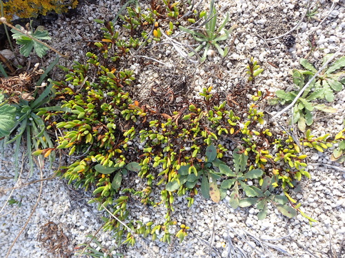 Image of Wilsonia backhousei by (c) Nina Kerr, some rights reserved (CC BY)
