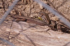 Podarcis muralis