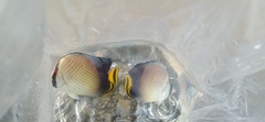 Chaetodon decussatus