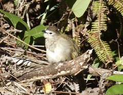 Pycnonotus flavescens