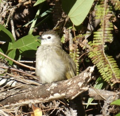Pycnonotus flavescens