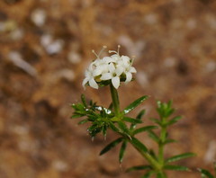 Asperula conferta