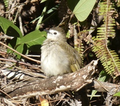 Pycnonotus flavescens