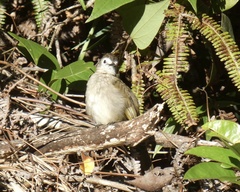 Pycnonotus flavescens