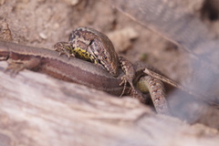 Podarcis muralis