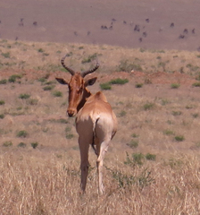 Alcelaphus buselaphus cokii
