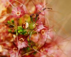 Tharrhalea pulleinei