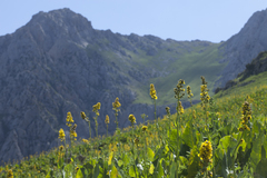 Ligularia heterophylla
