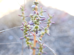 Suaeda australis