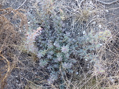 Suaeda australis