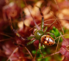 Tharrhalea pulleinei