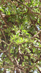 Boscia angustifolia image